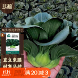 北蔬苏州青黑叶矮脚种子苗秋冬耐寒糯米青菜油菜籽 矮箕苏州青种子40g