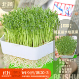北蔬水培豌豆苗种子蔬菜儿童小学芽苗菜工位种菜盆栽五角盒豌豆苗套装