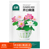 北蔬 碗莲种子苗水培鱼缸水养盆栽睡莲荷花四季种植带盆 碗莲种子套装