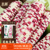 北蔬彩甜糯玉米种子苗花糯大棒甜玉米籽 彩甜糯6号玉米种子30g约90粒
