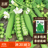 北蔬豌豆种子种苗大荚甜脆青豆蔬菜种籽 长寿甜豌豆种子50g约190粒