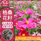 寿禾 格桑花种子种苗波斯菊花种籽 潍丰矮韵格桑花种子(矮秆型)1500粒