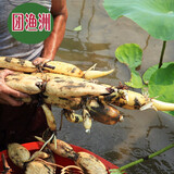 湖北新鲜莲藕新鲜生态莲藕 洪湖新花藕 嫩藕现挖现发5斤装发顺丰