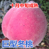 千叶林嫁接桃树苗南方北方种植盆栽地栽当年结果新品种冬桃水蜜桃树果苗 大果冬桃 2年苗