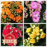 若绿新品长寿花盆栽带花苞重瓣大花植物室内年宵花卉绿植源头直发包邮 红色+黄色+橙+粉各1盆【带花苞】 含横纹盆