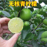 叶之静柠檬树苗 阳台 庭院植物 南方北方种植 果树苗 当年颗结果 青皮绿心 六年壮苗当年结果