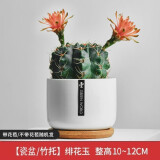 绿荫巷子仙人掌球多肉植物盆栽室内类电脑桌面绿植小盆栽组合好养肉肉盆景 【菲花玉】白瓷含托盆 含盆