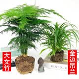 文竹盆景植物 室内绿色盆栽桌面观叶花卉绿植 大文竹+吊兰 不含盆