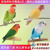 万宠汇 鸟活体虎皮鹦鹉笼养牡丹玄风活鸟学说话手养小太阳鹦鹉宠物鹦鹉 自选择牡丹2只（公母颜色备注）