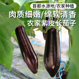 密农人家新鲜紫皮长茄子 皮儿薄肉厚 农家种植长茄子现摘现发 茄子500g