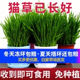 涟木猫草已长好即食猫零食种好的种植套装种子化毛草粮全套用品猫薄荷 懒人猫草 -普通盆2盆