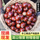 鲜合作（XIANHEZUO）【顺丰发货】2025年现摘福建特产建瓯高山锥栗圆尖油栗子新鲜板栗