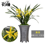 劉閣蘭花四季兰花苗中华红 现带浓香花苞出售内带多个好养花卉盆栽 黄帝3苗连体裸根