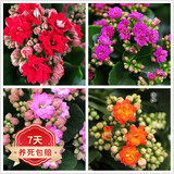 若绿新品长寿花盆栽带花苞重瓣大花植物室内年宵花卉绿植源头直发包邮 红色+粉色+紫+橙各1盆【带花苞】 原盆原土