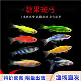 卡奇鱼 小型热带鱼 斑马鱼 群游灯科鱼 卵生鱼 观赏鱼 淡水鱼好养耐活鱼 糖果斑马10条(随机3种颜色）