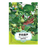 绿林花语手捻葫芦种子文玩观赏小压腰葫芦种籽四季盆栽阳台爬藤葫芦籽