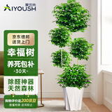 爱优尚幸福树盆栽客厅室内大型绿植办公室乔迁新家净化绿宝空气源头直发