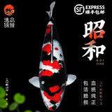 【包活包损】锦鲤活鱼观赏鱼活体好养耐活冷水淡水鱼日系锦鲤金鱼 【精品】一条昭和锦鲤 8--10cm