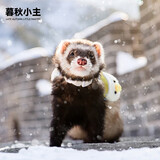 暮秋小主安哥鲁貂活体 宠物雪貂幼崽小龙貂活物亲人好养 浣熊色（死亡全赔）