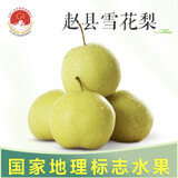 富祺元正宗河北赵州赵县雪花梨当季新鲜冰糖雪梨水果甜梨整箱 雪花梨 8斤