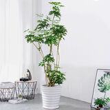 叹为观止大型独杆发财树庆典乔迁盆景绿植办公室盆栽客厅大型植物 造型鸭脚木1.6-1.8米 含盆