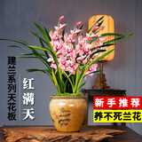 劉閣蘭花建兰花苗 红素大花 红满天 夏带花苞室内室外绿植兰草花卉盆栽 2苗连体裸根