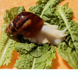 泽驭名宠宠物白玉蜗牛活体巨型大蜗牛宠物观赏学生科学实验教学小蜗牛套装 白玉蜗牛2只+运输盒 蜗牛4-6CM