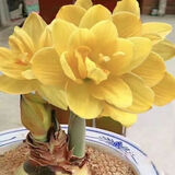 垣栀荷兰朱顶红进口大球重瓣种球盆栽花卉植物多年生特大球四季开花球 【漂亮仙女】朱顶红种球当年开花