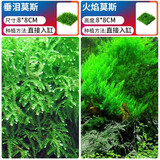 疯狂水草（FKSC）莫斯水草活体植物鱼缸造景底部前景套餐懒人阴性莫斯树沉木水榕 火焰垂泪莫斯组合