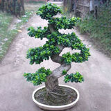 朵芮蜜榕树盆景老桩大型金钱榕树盆栽S型弯8字造型人参榕树苗室内外小叶 S型榕树【8年苗】 不含盆