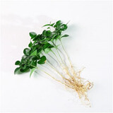 中梦花卉盆栽水培植物室内花绿植水养盆栽 九里香6棵 不含盆