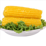 傲货 玉米糯玉米棒非转基因甜糯熟黏玉米粒真空生鲜老苞米8根 傲货黄糯玉米8穗*260克 箱