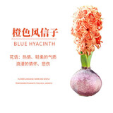 御春阁风信子种球水培套装室内阳台桌面四季水养花卉土培盆栽植物好养的 橙色单球+肥料