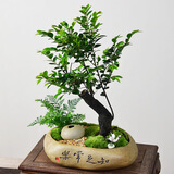 自然空间小叶黑骨茶盆栽植物 知足常乐素陶紫檀+小仙鹤+2营养液 源头直发