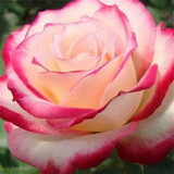 玩冒（WMO）玫瑰花大苗【3株+盆土肥】可自选当年开花大苗盆栽地栽耐寒花卉 鱼人【3棵+盆土肥】