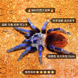 网红宠物蜘蛛爬虫巴西所罗门金直间智利火橙巴布温顺好养 巴西大蓝蛛2.5cm(含套装)