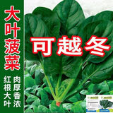 四季大叶菠菜种子耐热夏季红根小叶波菜种籽高产新种秋冬季蔬菜孑 四季大叶菠菜种子【当季新种】 精选：【1包1008粒】+赠