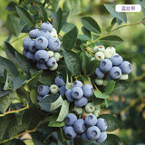嫣蓝蓝莓苗蓝莓树苗盆地栽果树苗南北方种植 蓝莓苗3年苗1棵源头直发