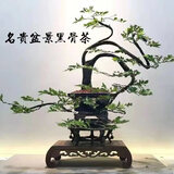 小叶紫檀树桩盆景植物花卉盆栽办公室阳台绿植黑骨茶耐寒耐暑小树 绿色