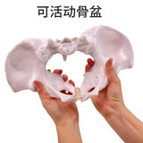 蓝蝶可活动骨盆模型骶骨髋骨女性盆骨动态教学仿真1比1可弯曲人体骨骼解剖盆底肌肉脊柱骶髂教学骨架 可活动-自然大女性骨盆
