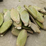 素颜新鲜墨西哥米邦塔仙人掌绿色多肉植物盆栽可食用仙人掌外敷内服