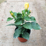 春沭扶桑花苗四季重瓣盆栽红色朱瑾牡丹草花卉植物室内阳台开花绿植物 黄色扶桑 不含盆