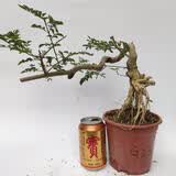 对节白蜡盆景老桩熟桩京山阳台庭院悬挂悬崖式提根邻水造型树包活 米白色 带盆栽好