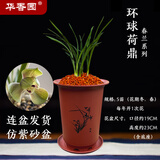 华香园兰花苗环球荷鼎不带花春兰矮种荷瓣名品幽浓香花卉绿植盆栽 环球荷鼎5苗带盆(红色盆)不带花