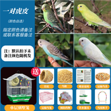 豪蚨虎皮鹦鹉说话小鸟活物观赏鸟宠物牡丹小太阳亲人玄风鹦鹉豪蚨 套餐1：自选虎皮一对+单层别墅
