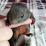 double yellow松鼠活物幼崽 金花魔王雪地松鼠幼崽活体宠物松鼠宝宝 红肚幼崽1只