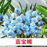 星雨香（XINGYUXIANG）超香 兰花 室内盆栽 花卉绿植 兰草植物兰花苗 蓝宝媚 2苗连体