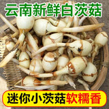 良知农哥云南农家野地慈姑茨菰白茨菇菇新鲜慈菇 5斤迷你小果