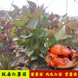 园艺 红薯苗蜜薯苗山东烟薯25苗地瓜苗西瓜红六鳌蜜薯紫薯苗脱毒红薯苗 烟薯25苗100棵 0.1斤