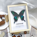艺馨维尼真蝴蝶标本展翅昆虫装饰品手工收藏学生创意生日礼物居家展示摆件 大绿带翠凤蝶【原木框】